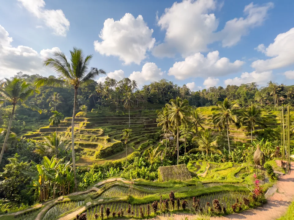 Grüne Reisterrassen mit Kokospalmen in Tegallalang auf Bali unter blauem Himmel