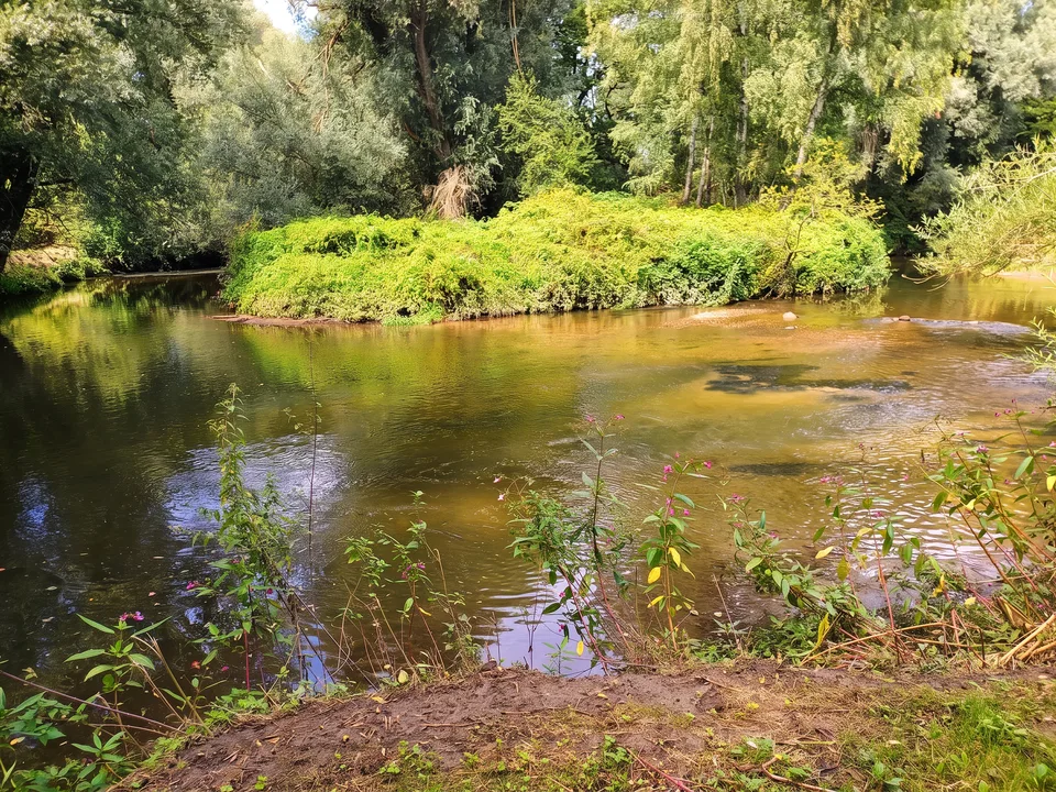Die Wurm im Wurmtal bei Herzogenrath mit grüner Flussinsel, Weiden und Erlen im Sonnenlicht
