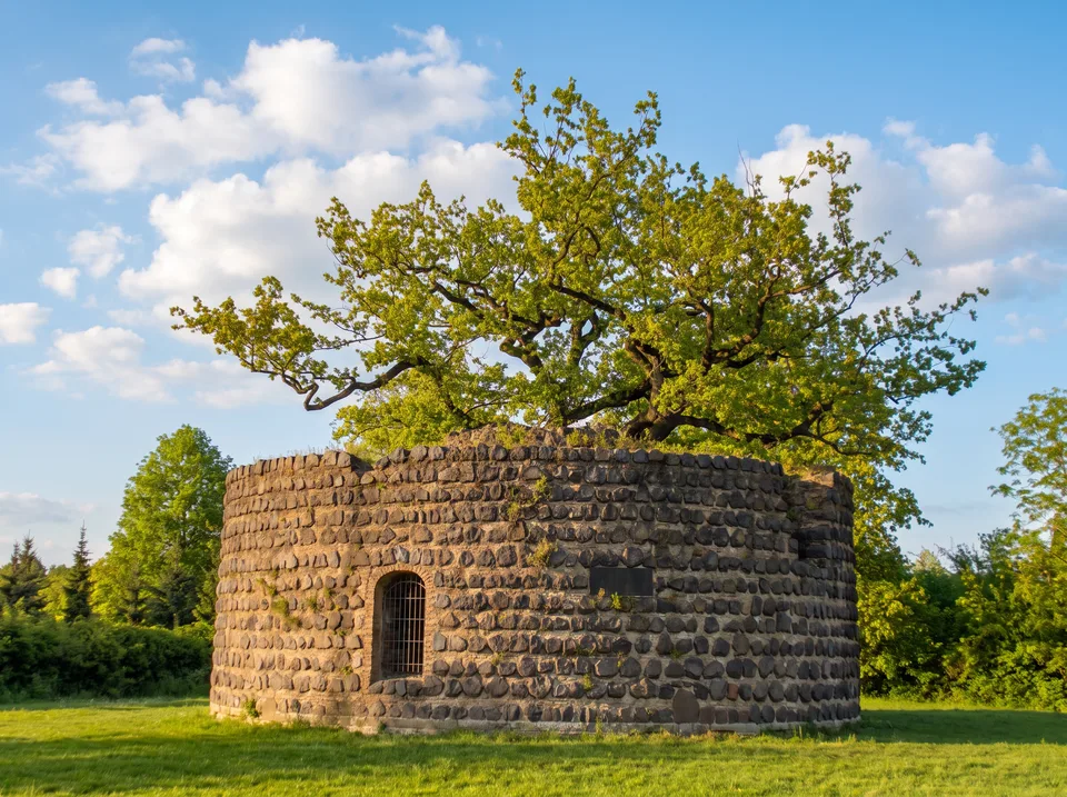 Die runde Ruine des Zollturms in Rheinberg aus dunklen Basaltsteinen mit einem Baum, der oben aus dem Mauerwerk wächst