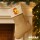 Weihnachtsstrumpf Quietscheente Einzelhandel Comic Gummiente Beige Jute
