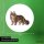 Aufkleber Maine Coon Comic 10cm rund